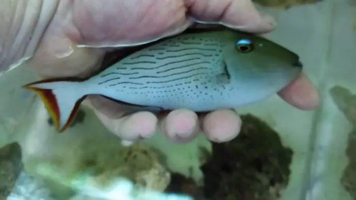 Aquatics & More (wholesale only) Picture 2