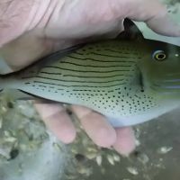 Aquatics & More (wholesale only) ico
