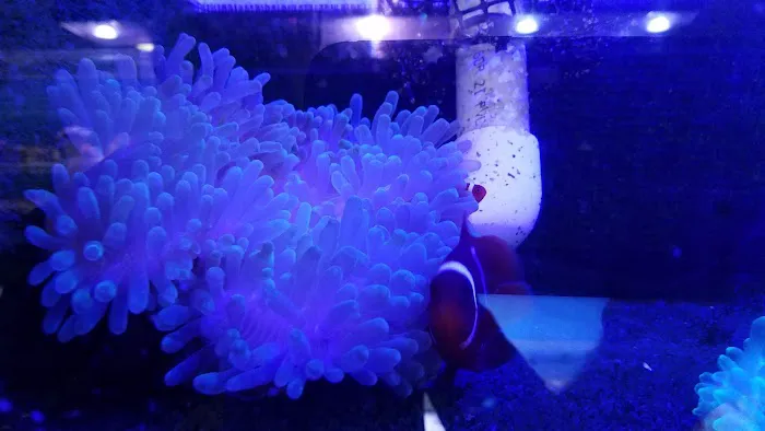 Aquatics & More (wholesale only) Picture 4