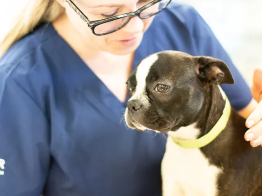 Family Pet Clinic Horsham Picture 7