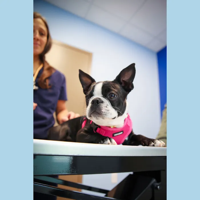 Family Pet Clinic Horsham Picture 6
