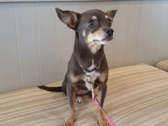 Family Pet Clinic Horsham Picture 9