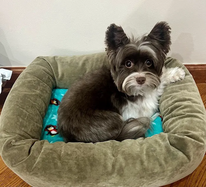 Pets Boutique Picture 5