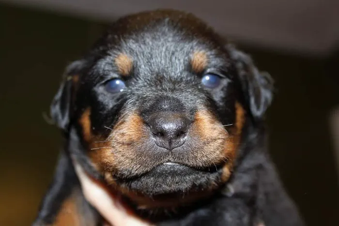 York Road Veterinary Hospital Inc. Picture 9