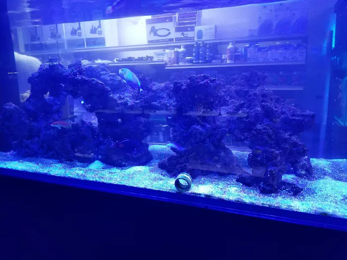 Aquatic Obsessions Picture 3