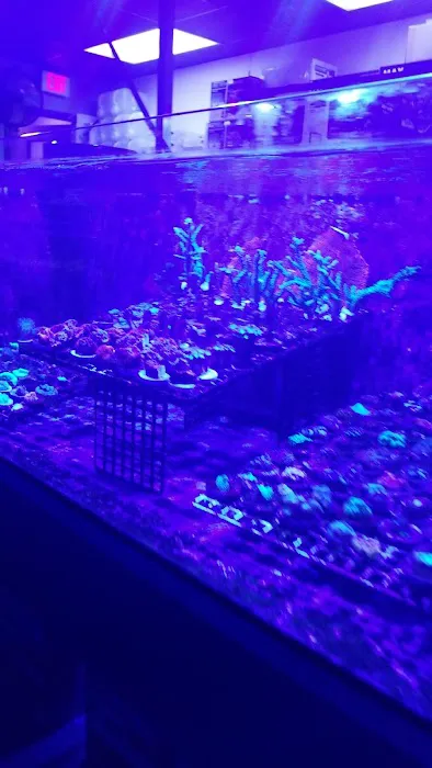 Aquatic Obsessions Picture 6
