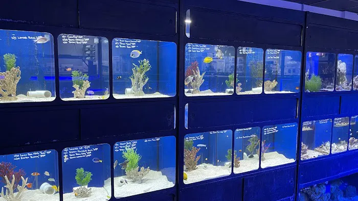 Aquatic Obsessions Picture 4