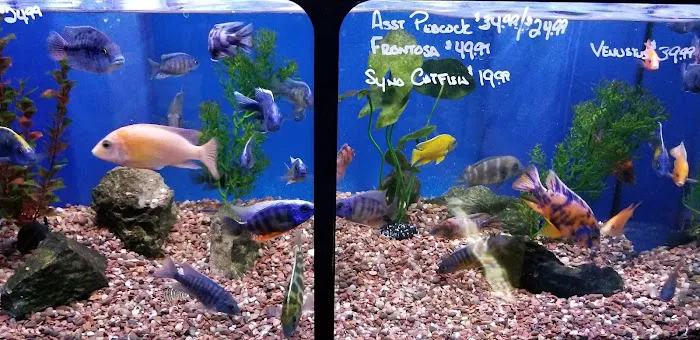 Aquatic Obsessions Picture 5