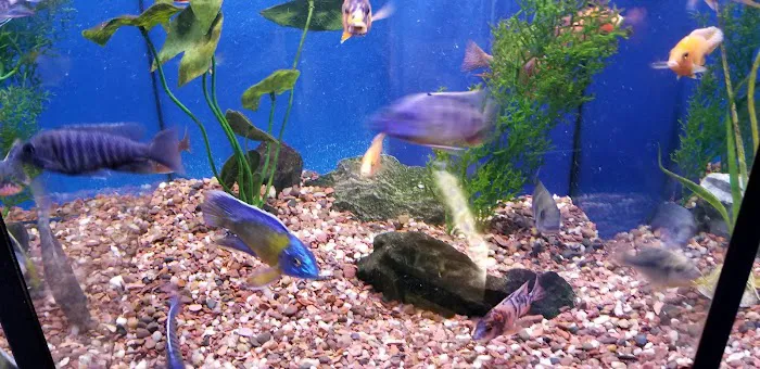Aquatic Obsessions Picture 10