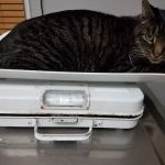 County Line Veterinary Hospital