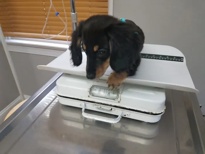 County Line Veterinary Hospital Picture 4