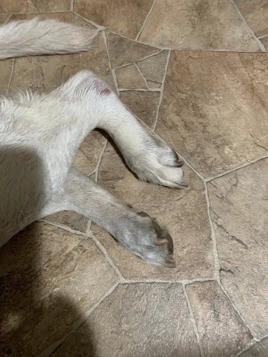 County Line Veterinary Hospital Picture 10