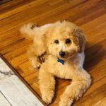Woof Works Studio