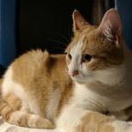 Warminster Veterinary Hospital