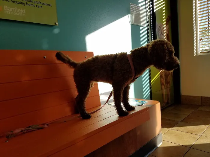 Banfield Pet Hospital Picture 6