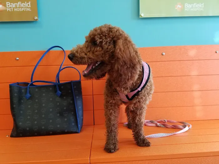 Banfield Pet Hospital Picture 4