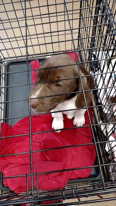 Horsham Veterinary Hospital Picture 10