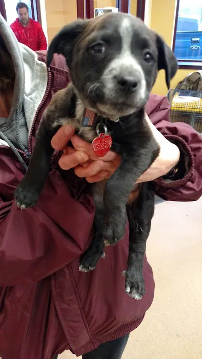 Horsham Veterinary Hospital Picture 9