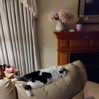 Hickory Veterinary Primary Care ico