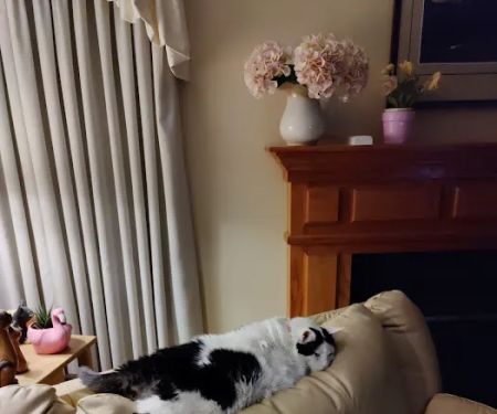 Hickory Veterinary Primary Care