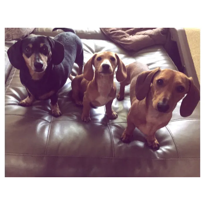 Ambler Veterinary Clinic Picture 7