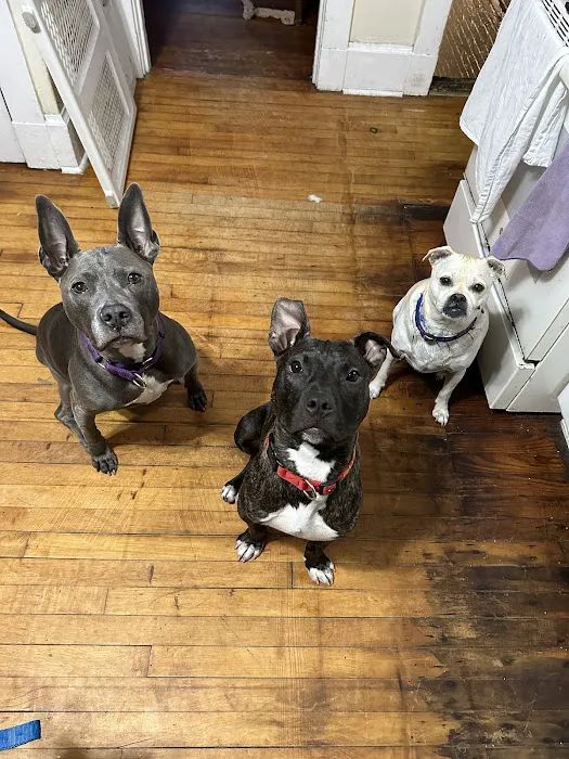 Ambler Veterinary Clinic Picture 4