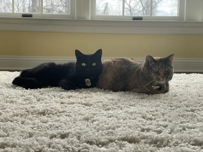 Ambler Veterinary Clinic Picture 6