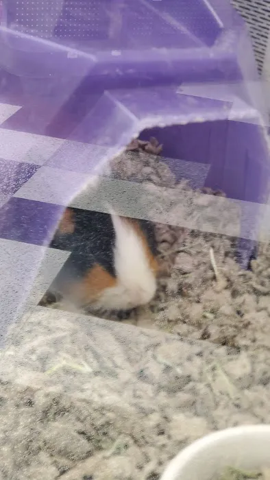 Petco Picture 1