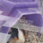 Petco
