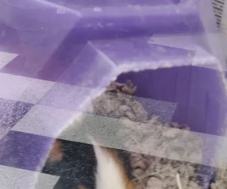 Petco