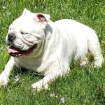 Spring House Animal Hospital