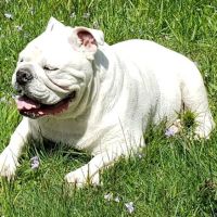 Spring House Animal Hospital ico