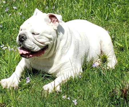 Spring House Animal Hospital