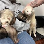 Animal & Bird Health Care Center & Hospital