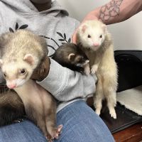 Animal & Bird Health Care Center & Hospital ico