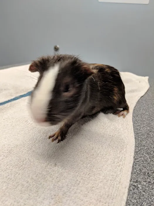 Animal & Bird Health Care Center & Hospital Picture 6