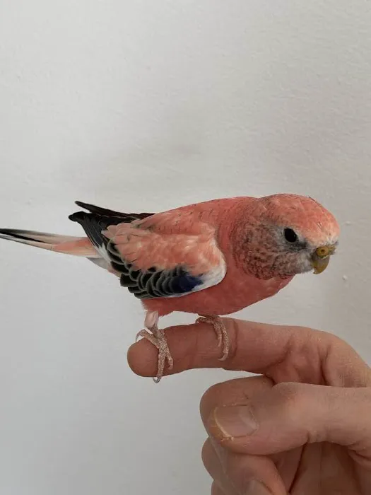 Animal & Bird Health Care Center & Hospital Picture 7