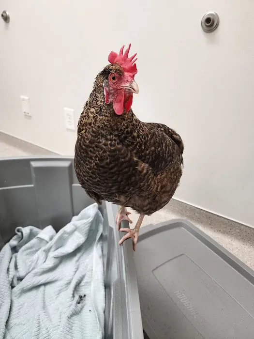 Animal & Bird Health Care Center & Hospital Picture 8