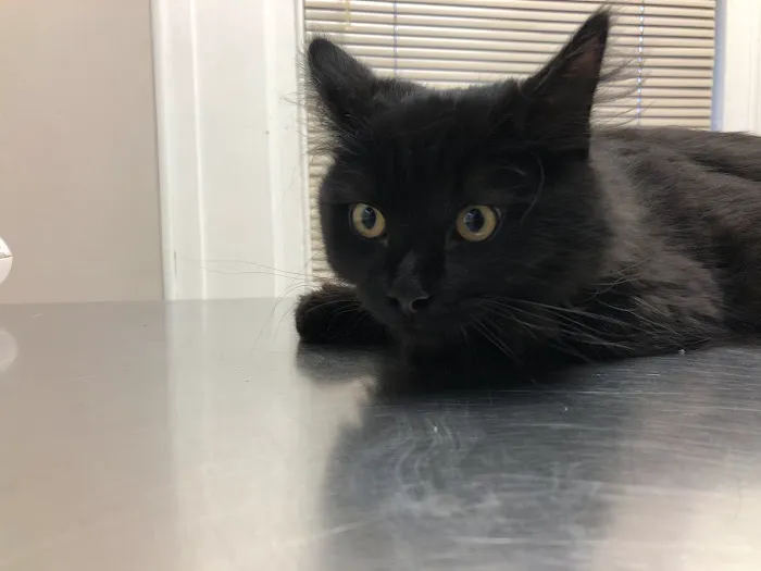 Marlton Animal Hospital Picture 2