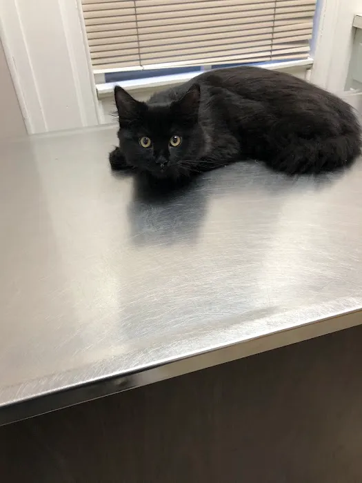 Marlton Animal Hospital Picture 4