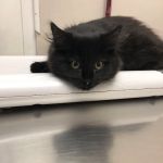 Marlton Animal Hospital