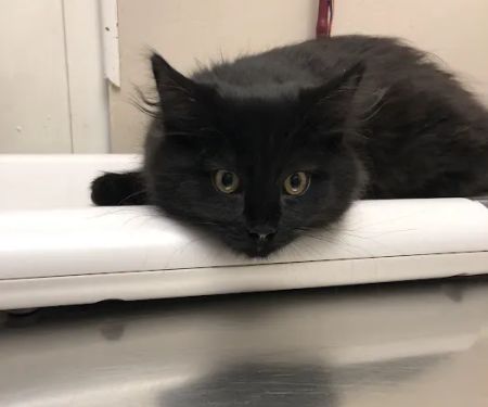 Marlton Animal Hospital