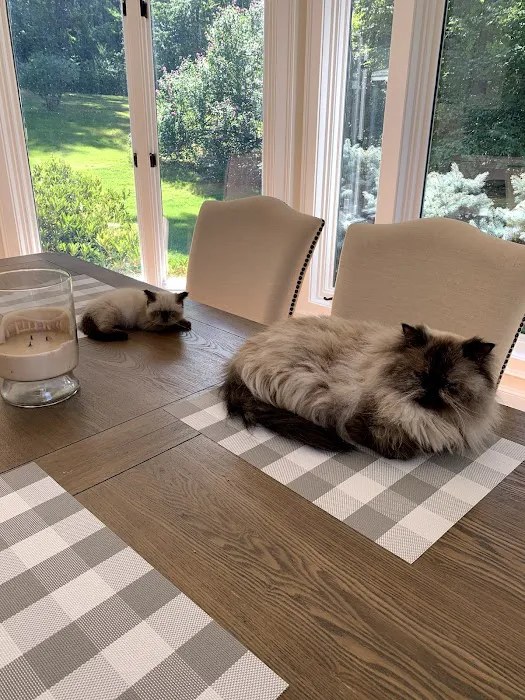 KHLOE’S KITTENS - Persian kittens for sale, Himalayan kittens for sale, Exotic kittens for sale Picture 1