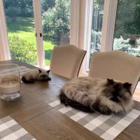 KHLOE’S KITTENS - Persian kittens for sale, Himalayan kittens for sale, Exotic kittens for sale ico