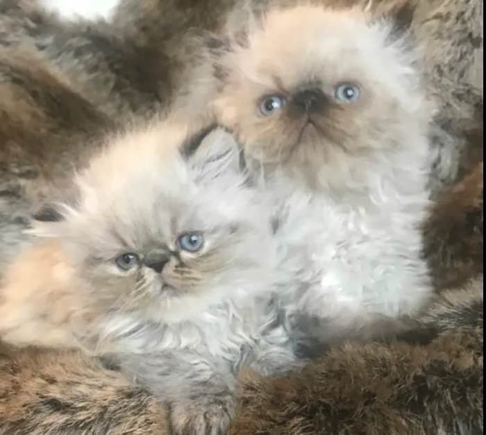 KHLOE’S KITTENS - Persian kittens for sale, Himalayan kittens for sale, Exotic kittens for sale Picture 2