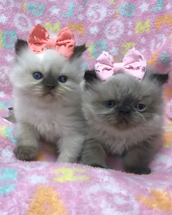 KHLOE’S KITTENS - Persian kittens for sale, Himalayan kittens for sale, Exotic kittens for sale Picture 5