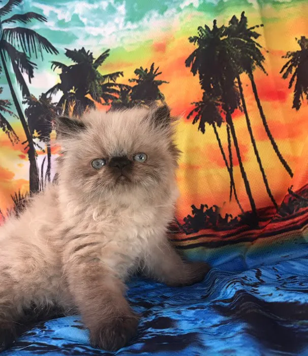 KHLOE’S KITTENS - Persian kittens for sale, Himalayan kittens for sale, Exotic kittens for sale Picture 6