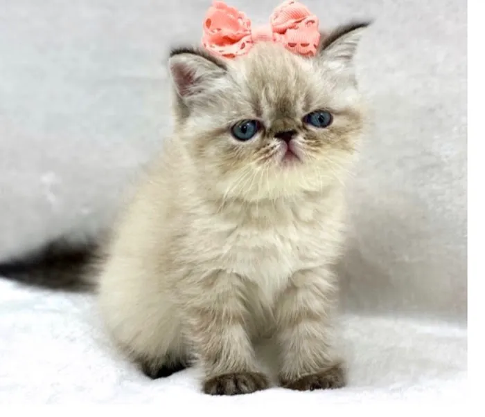 KHLOE’S KITTENS - Persian kittens for sale, Himalayan kittens for sale, Exotic kittens for sale Picture 4