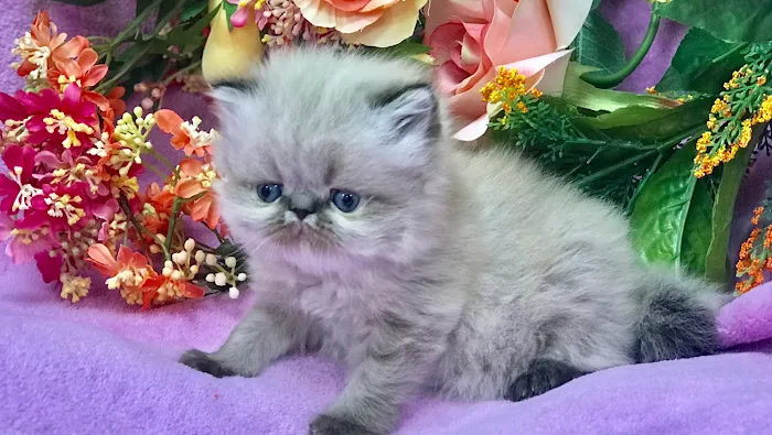 KHLOE’S KITTENS - Persian kittens for sale, Himalayan kittens for sale, Exotic kittens for sale Picture 3