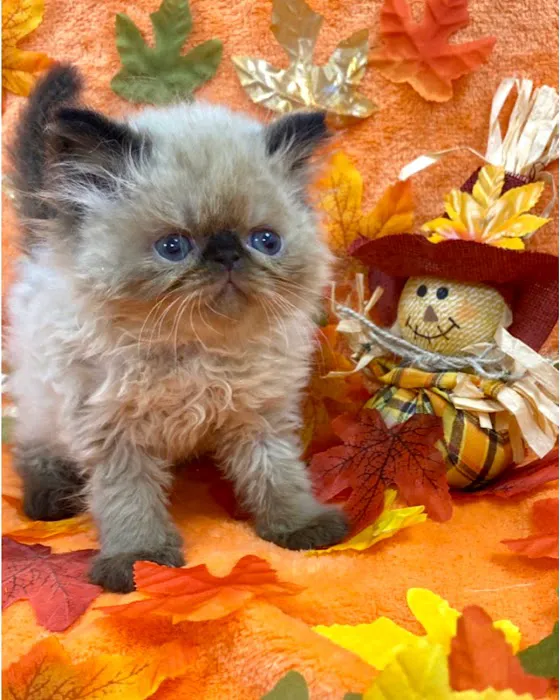 KHLOE’S KITTENS - Persian kittens for sale, Himalayan kittens for sale, Exotic kittens for sale Picture 7